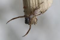 Uloborus walckenaerius