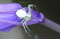 Misumena vatia