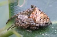 Gibbaranea bituberculata