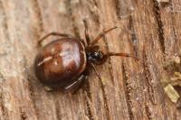 Steatoda bipunctata