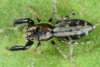 Marpissa nivoyi