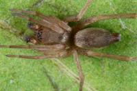 Clubiona reclusa