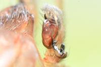 Clubiona reclusa