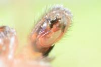 Clubiona reclusa