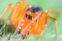 Hypomma bituberculatum