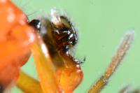 Hypomma bituberculatum