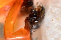 Hypomma bituberculatum