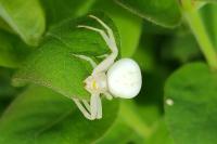 Misumena vatia