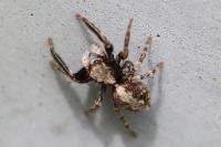 Pseudeuophrys lanigera