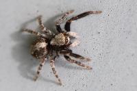 Pseudeuophrys lanigera