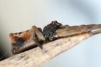 Tmarus piger