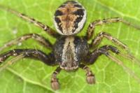 Xysticus kochi