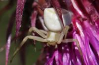 Thomisus onustus