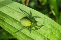Micrommata ligurina