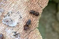 Harpactea hombergi