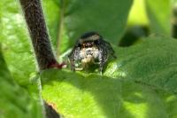 Carrhotus xanthogramma