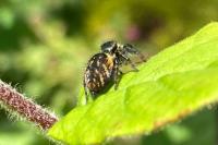 Carrhotus xanthogramma