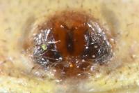 Xysticus kochi