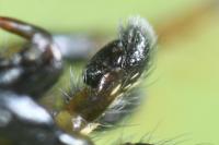 Salticus zebraneus
