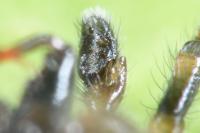 Salticus zebraneus