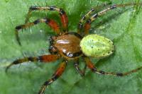 Araniella opisthographa