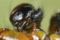 Araniella opisthographa