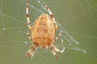 Araneus diadematus