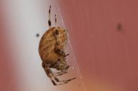 Araneus diadematus