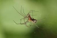 Linyphia triangularis