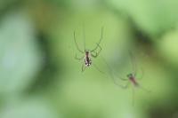 Linyphia triangularis