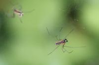 Linyphia triangularis