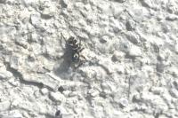 Salticus scenicus