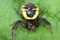Synema globosum