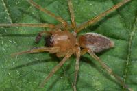 Clubiona terrestris