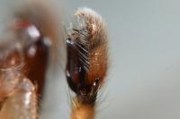 Clubiona terrestris