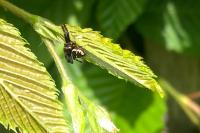 Synema globosum