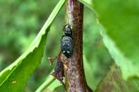 Heliophanus