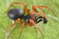 Crustulina sticta