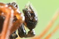 Crustulina sticta