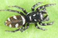 Salticus scenicus