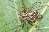 Oxyopes heterophthalmus