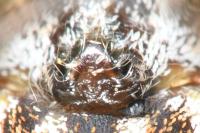 Oxyopes heterophthalmus