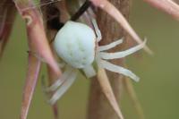 Misumena vatia