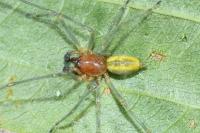 Cheiracanthium punctorium