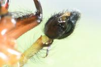 Cheiracanthium punctorium