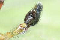 Cheiracanthium punctorium