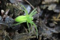 Micrommata virescens