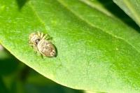 Heliophanus tribulosus