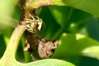 Heliophanus tribulosus