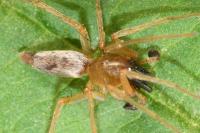 Clubiona pseudoneglecta